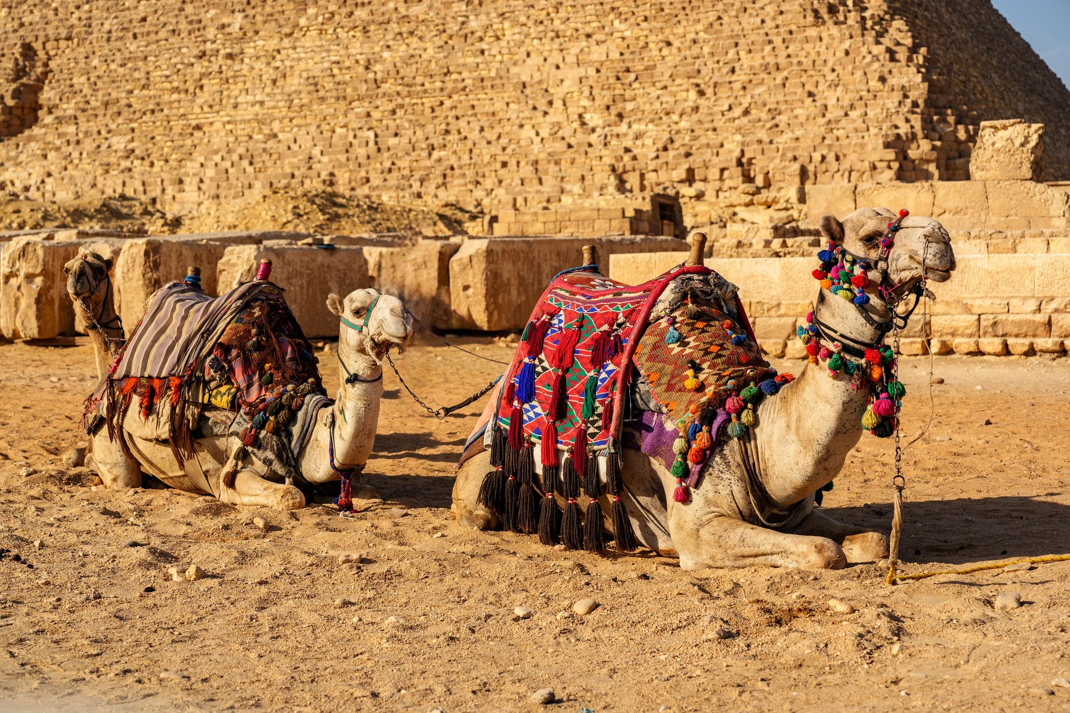 Two camels adorned with colorful decorations are resting